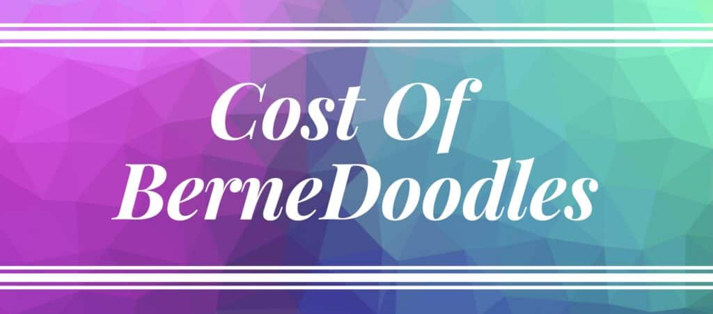 Cost of Bernadoodles 