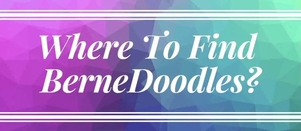 Where to find Bernadoodles 