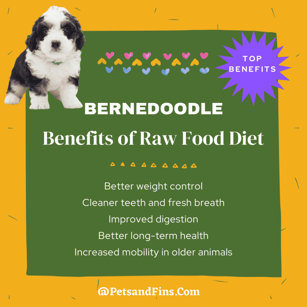 Bernedoodle raw food diet benefits