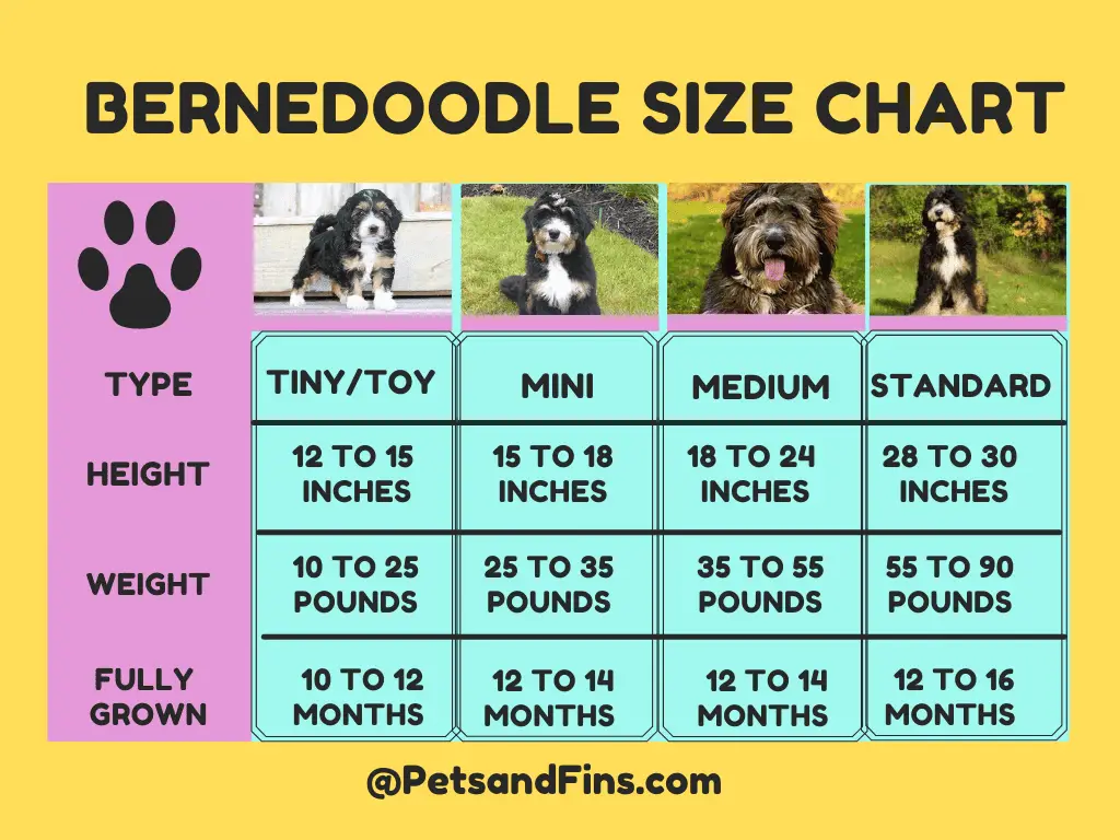 Bernedoodle size chart