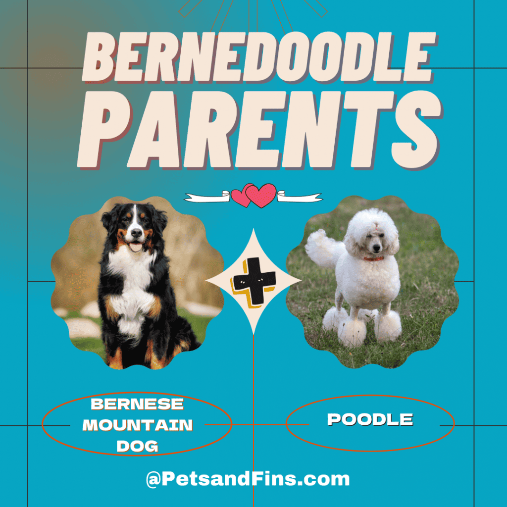 Bernedoodle parents : Bernese Mountain Dog and Poodle.