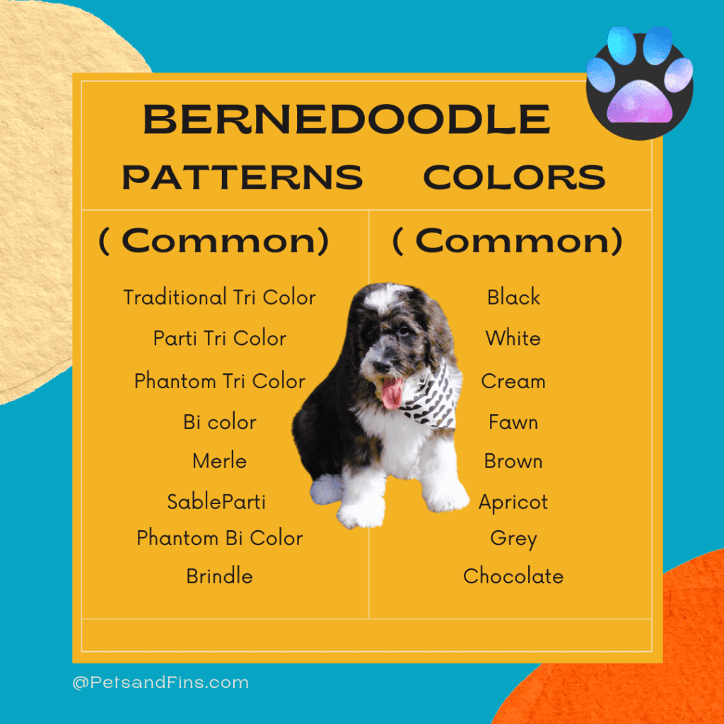 Bernedoodle colours and patterns
