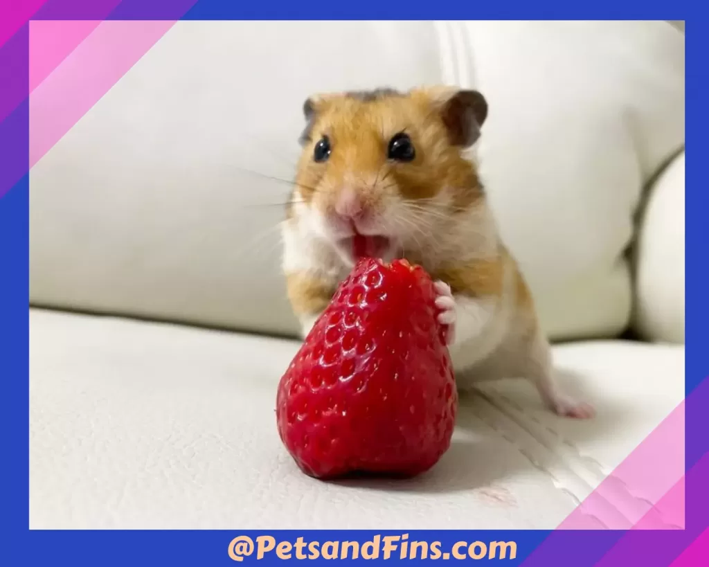Hamster eating strawberries 