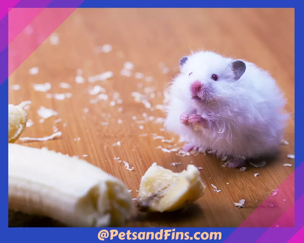 Hamster near a banana piece