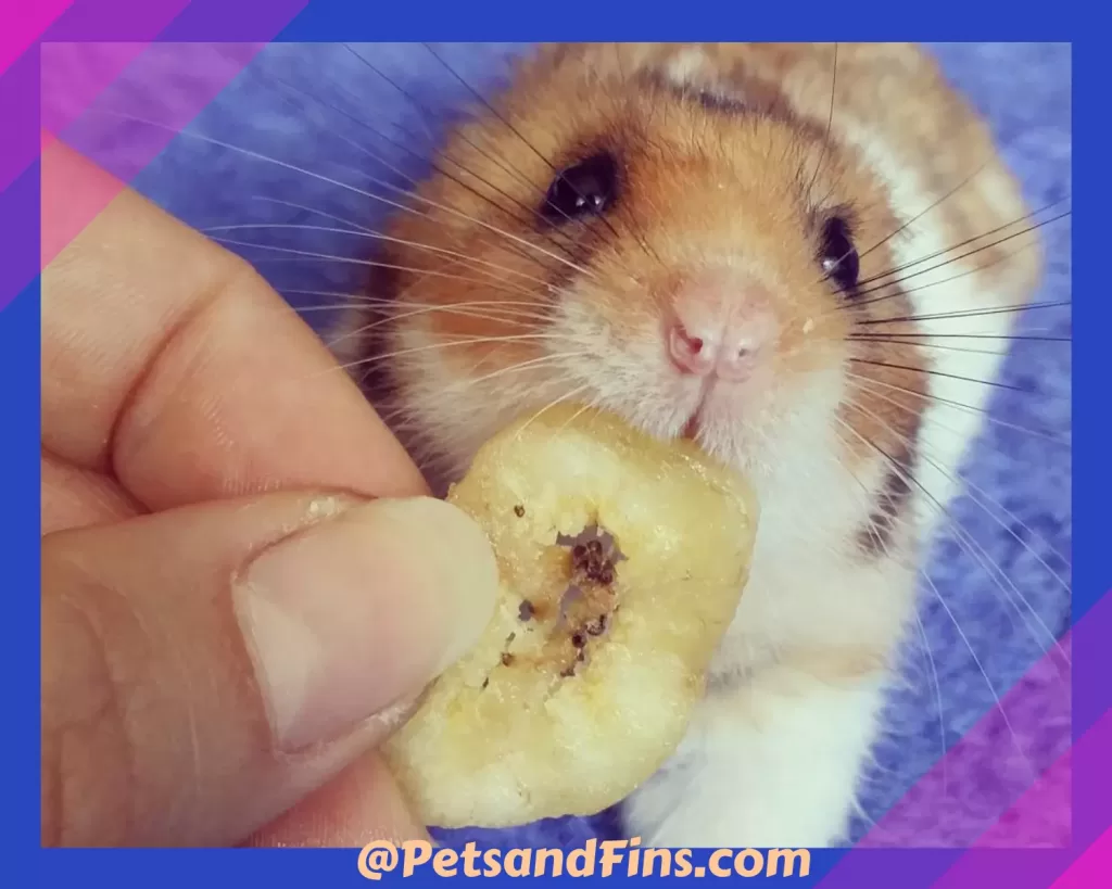 Can Hamsters Eat bananas?