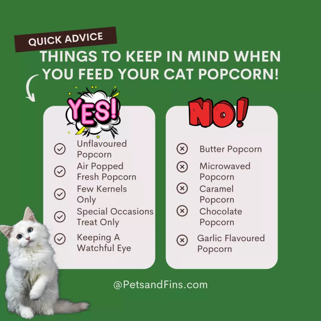 Things to keep in mind while feeding popcorn to your cat