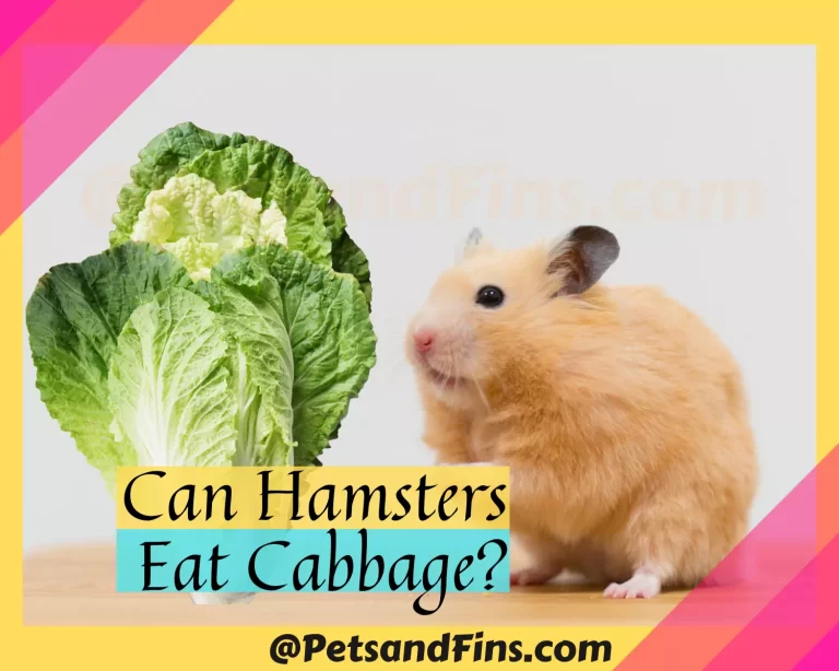 Can Hamsters Eat Cabbage? Benefits, Precautions And More!