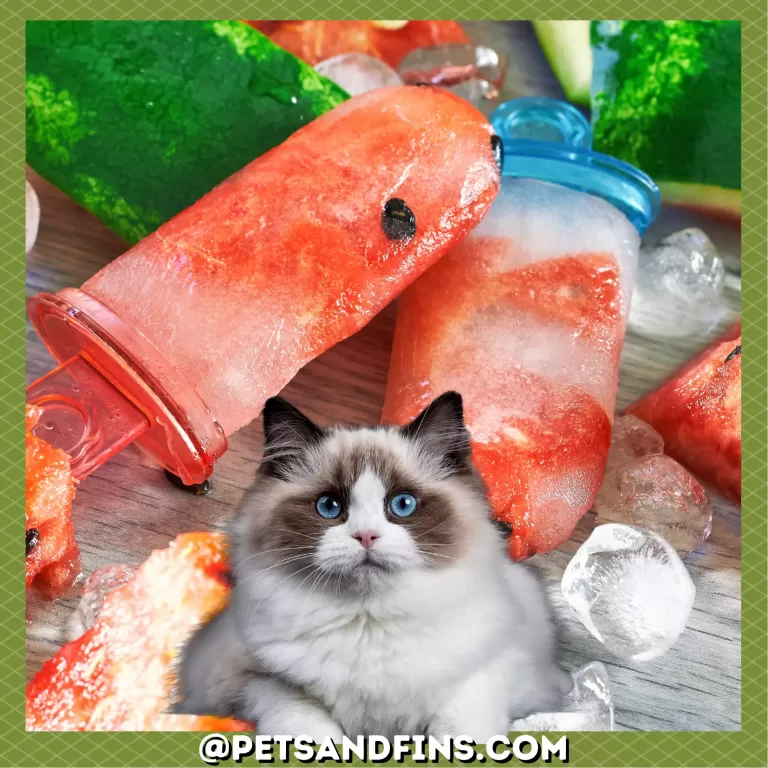 Watermelon Popsicles: Fun Summer Treat For Your Cats!