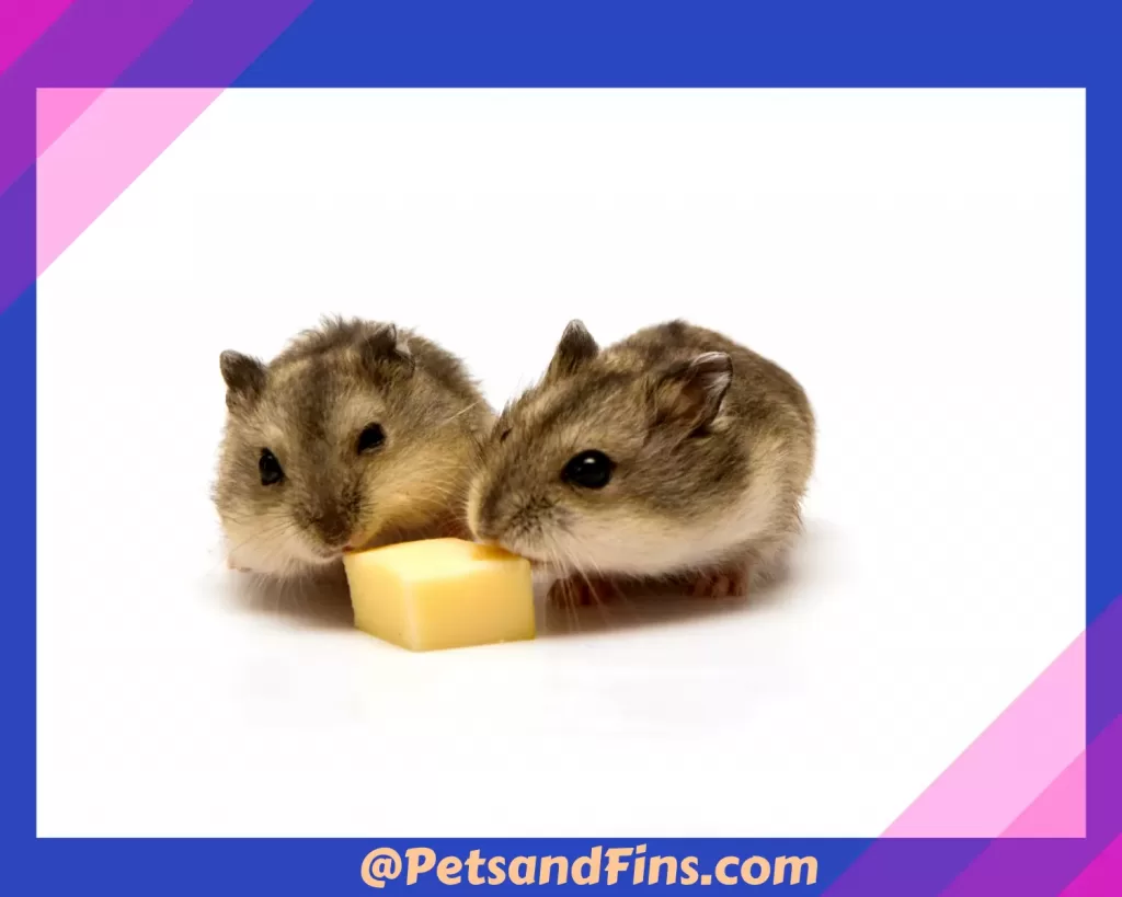 Hamsters eating a piece of cheese.
