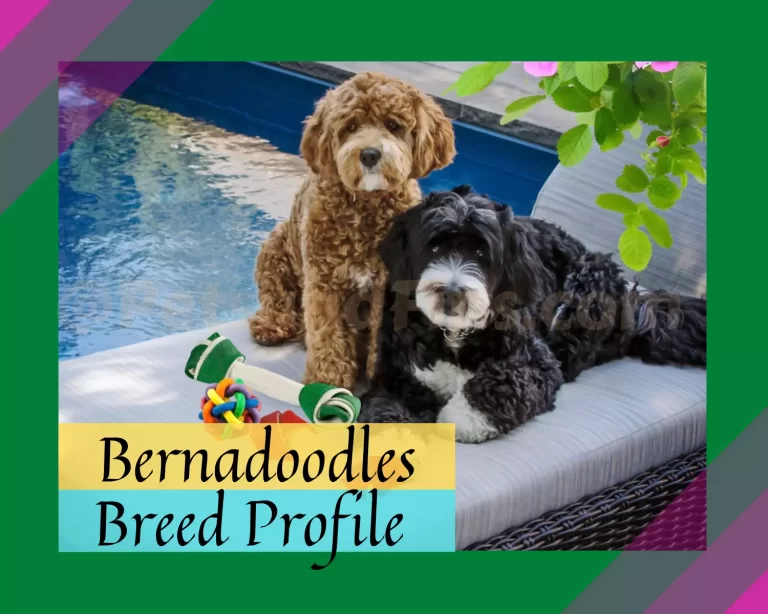 Bernedoodles : All You Wanted To Know ! A Complete Guide!