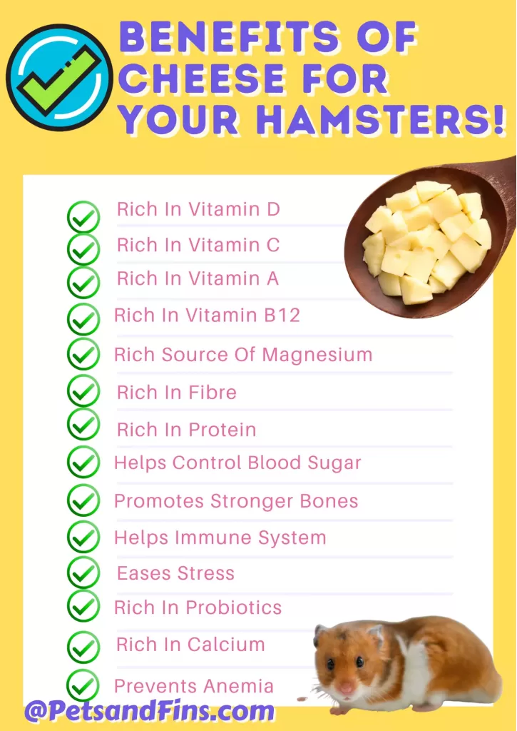 List of benefits of cheese for your hamster