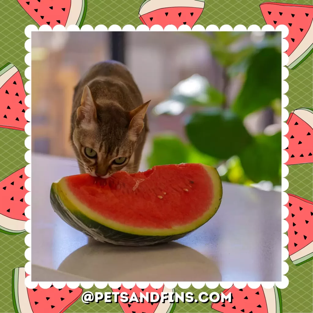 Cat eating watermelon piece