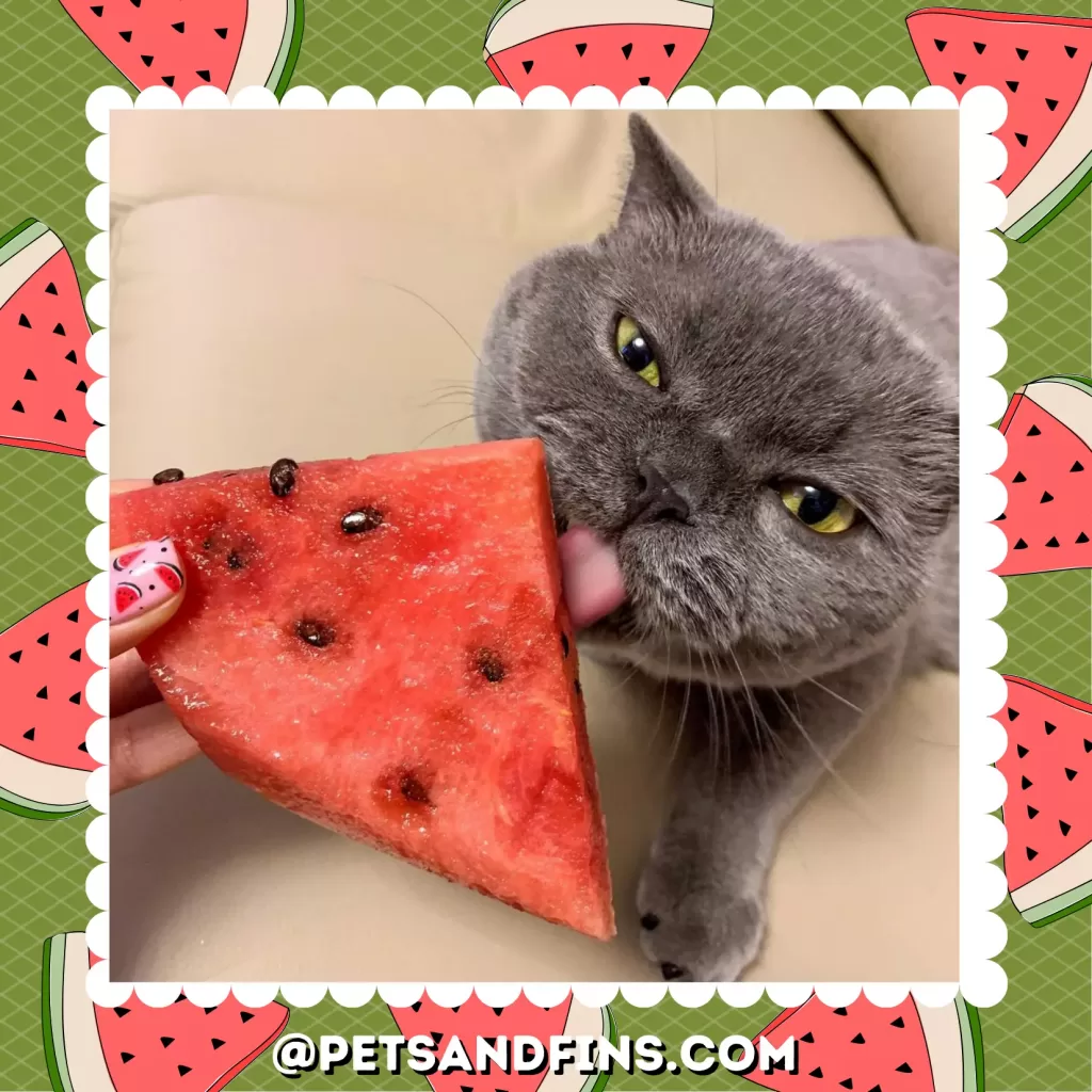 Cat eating watermelon slice