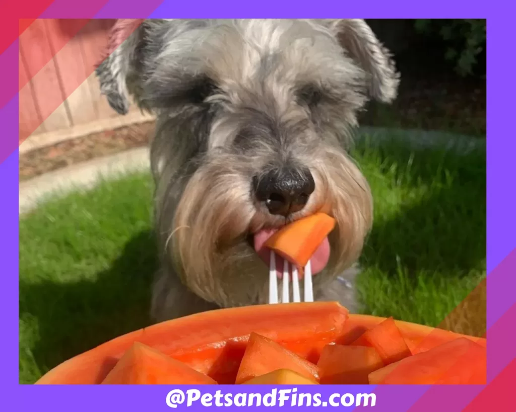 Dog eating papaya