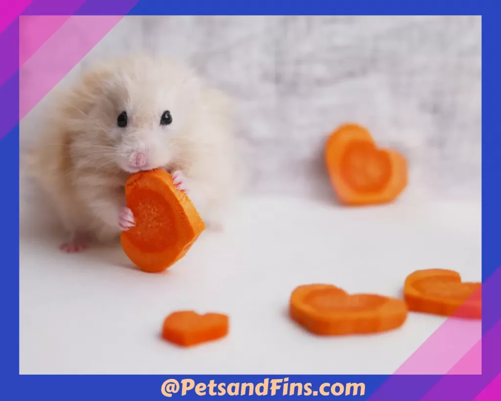 Hamster eating carrot