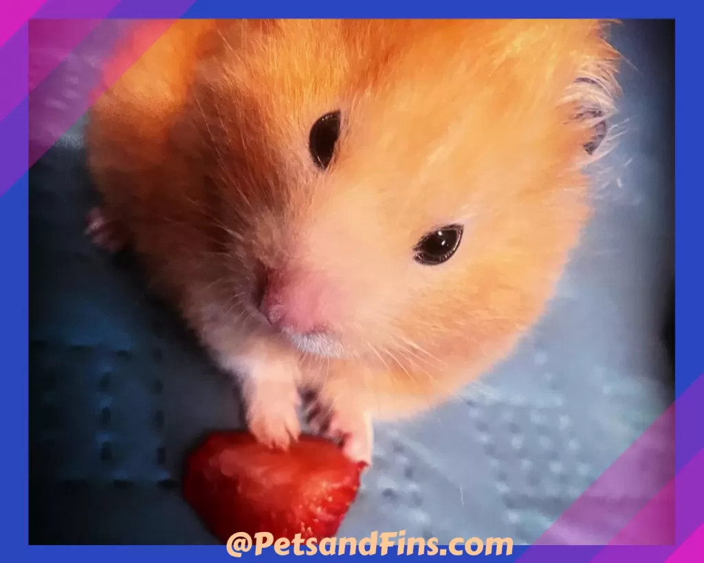 Hamster eating strawberries 