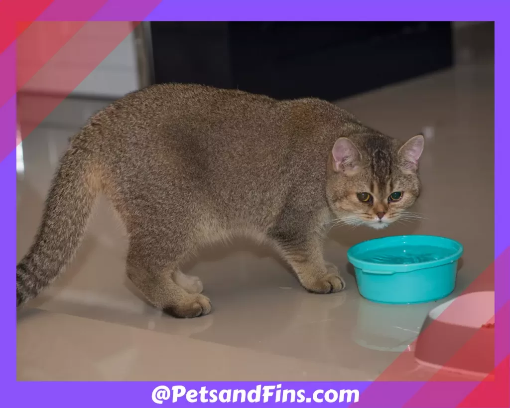 Cat drinking water from a bowl 