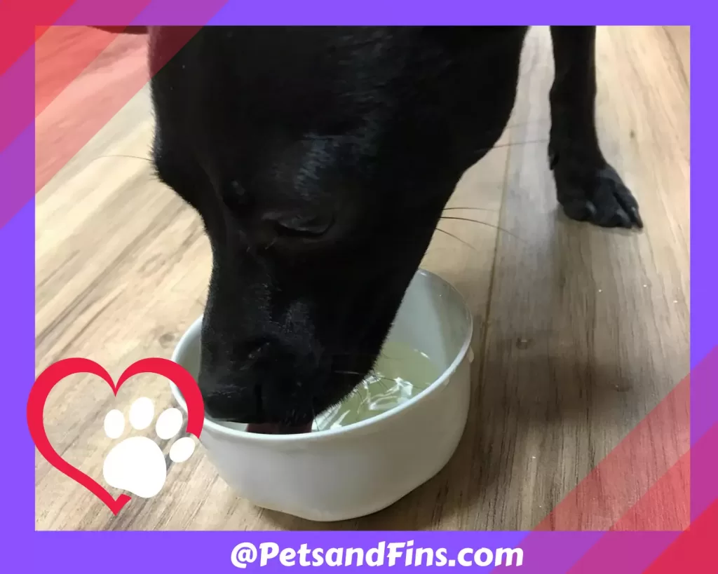 Dog drinking green tea from a bowl