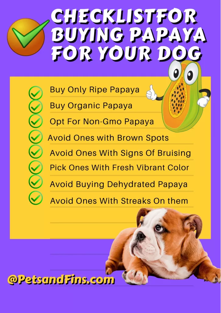 Checklist for buying best papaya for your dog .