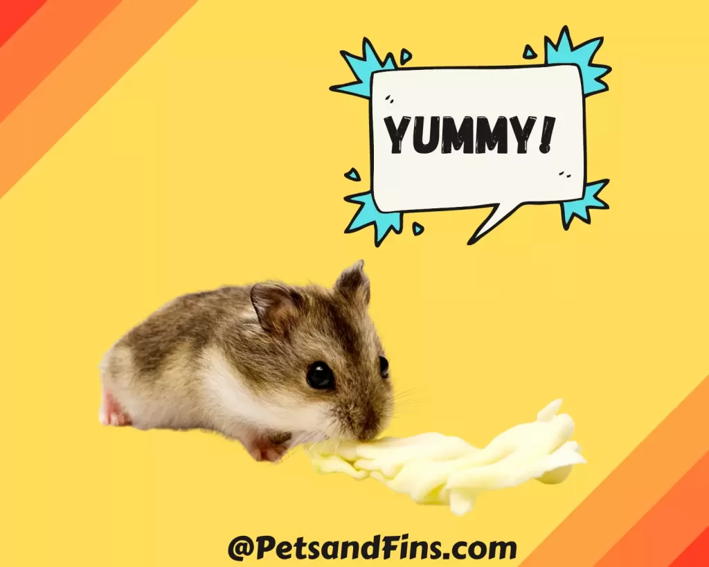 Can Hamsters Eat Cabbage? Hamster eating cabbage