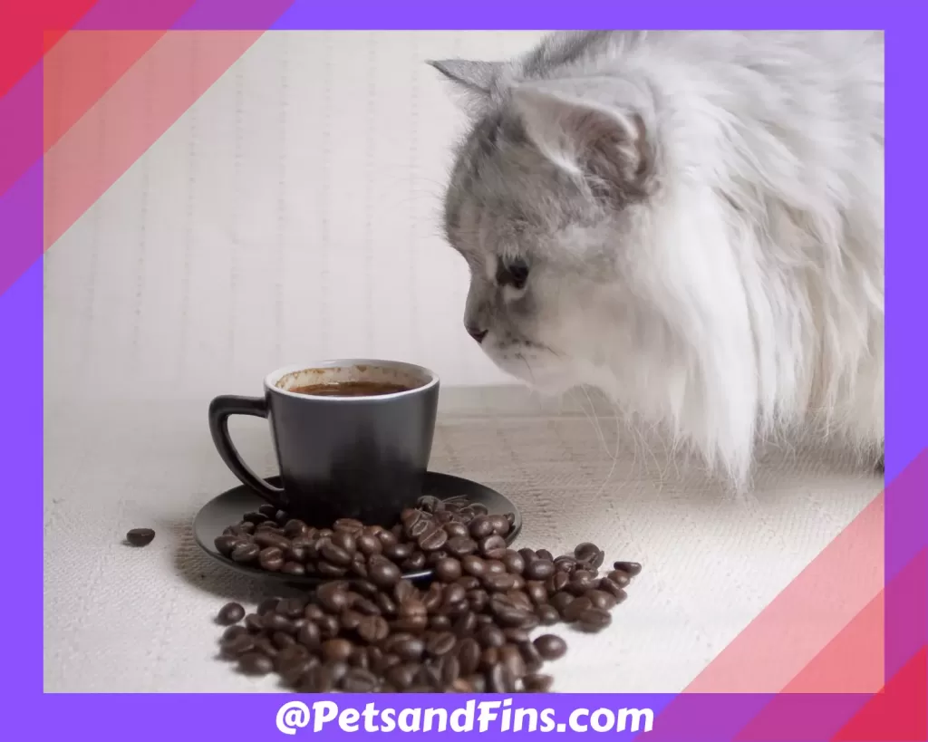 Cat smelling a coffee cup