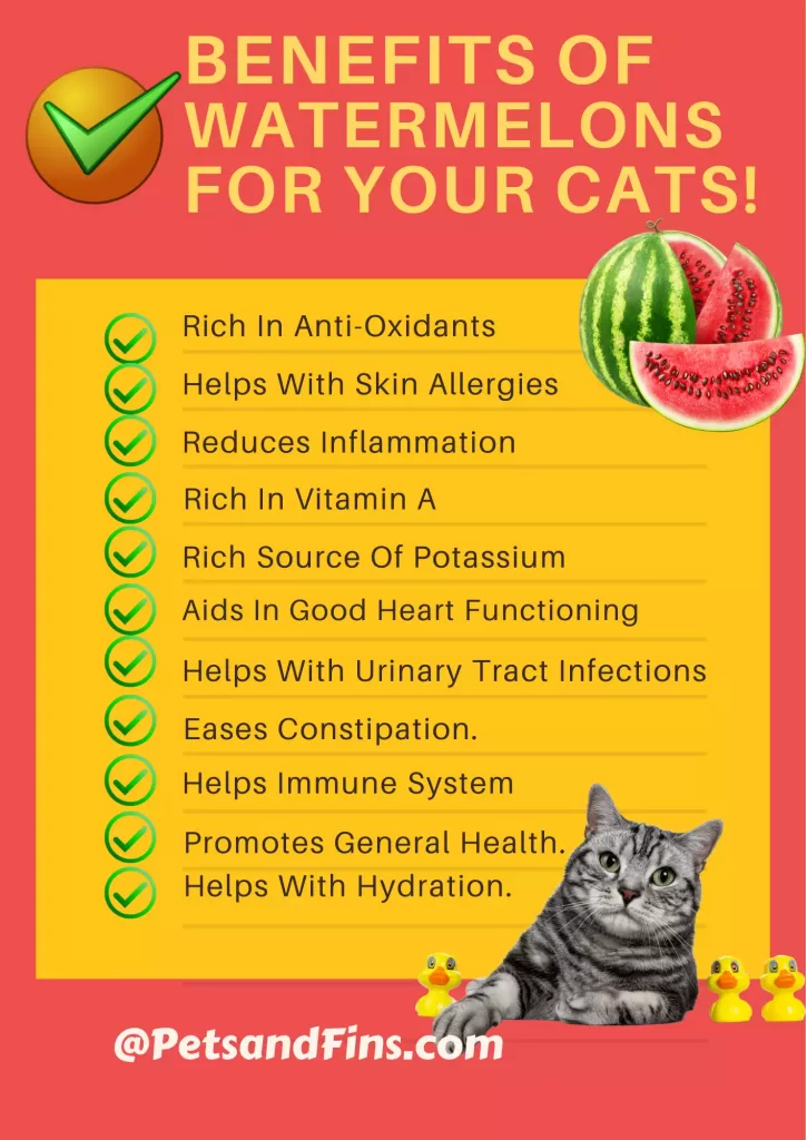 List of benefits of watermelon for your cats