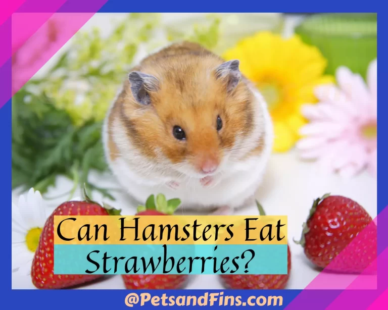 Can Hamsters Eat Strawberries? 18 Benefits You Should Know About!