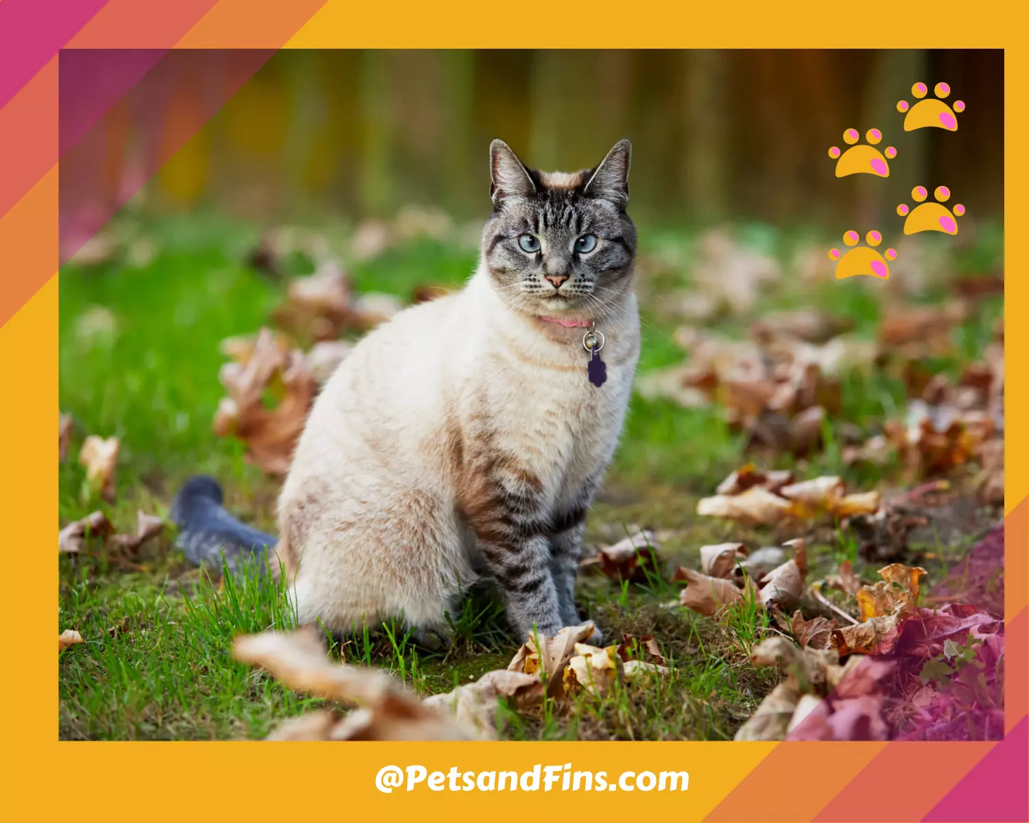 Lynx Point Siamese Cats All You Wanted To Know Petsandfins Lynx Point Siamese Cats All You Wanted To Know Petsandfins