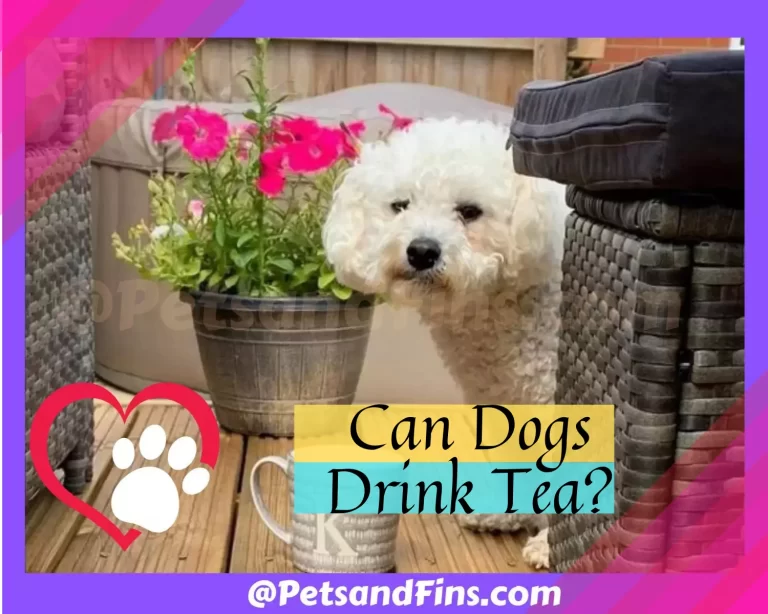 Can Dogs Drink Tea? All You Wanted To Know!