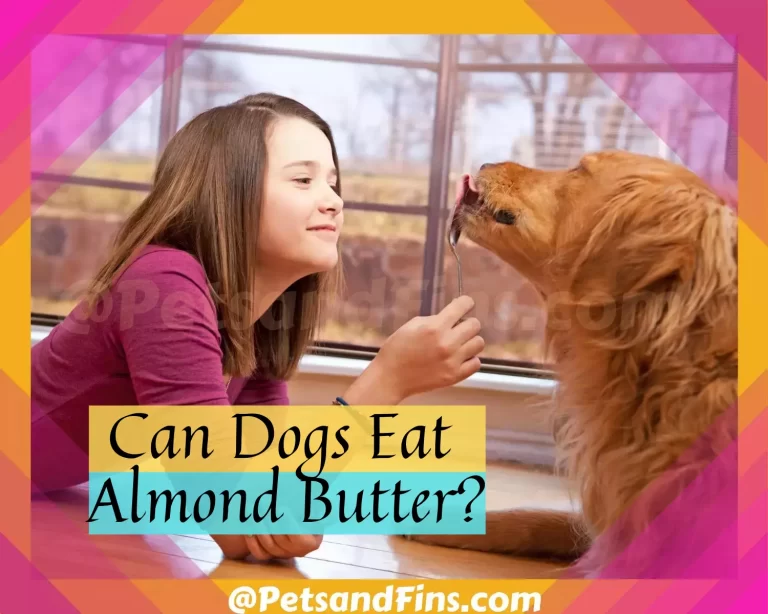 Can Dogs Eat Almond Butter? Everything You Need To Know!