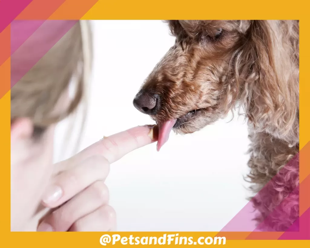 Dog licking almond butter from its owner’s hands