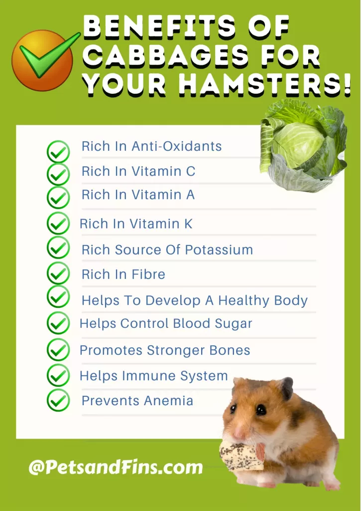 List of benefits of cabbage for your hamster