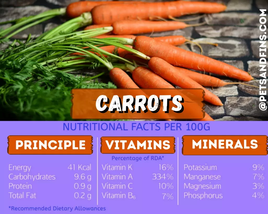 Can Hamsters Eat Carrots? Nutritional value of carrots