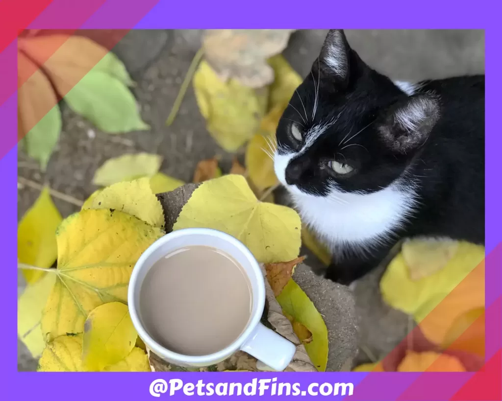 Cat near a cup of coffee