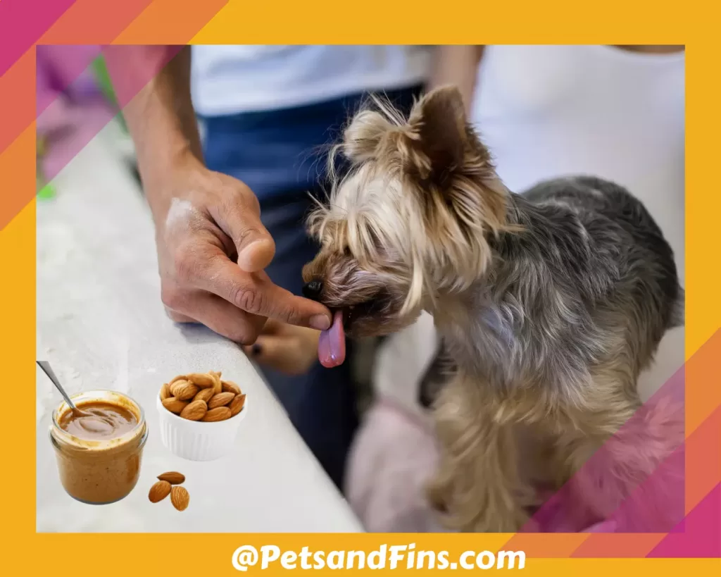 Dog licking almond butter from its owners hand.