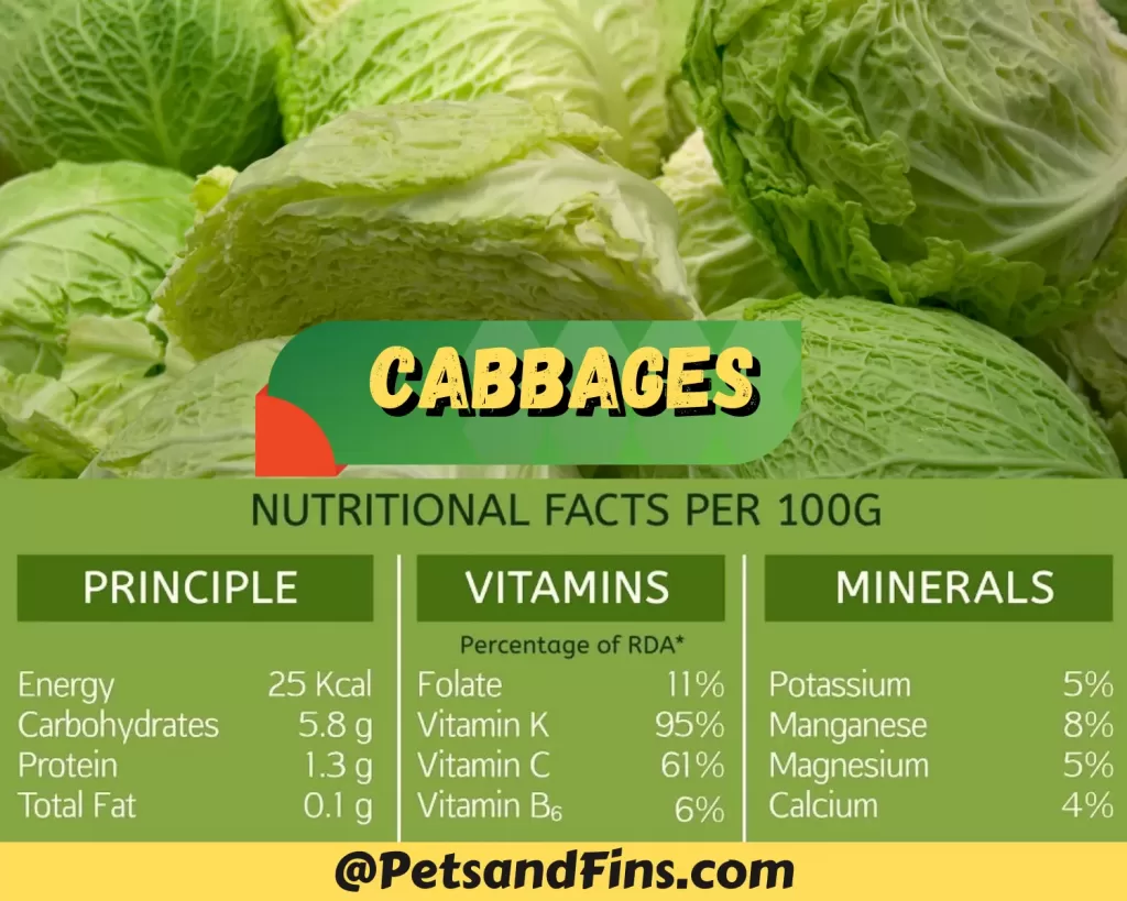 Cabbage nutritional value