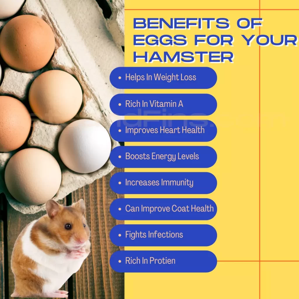 List of benefits of eggs for Your Hamsters 