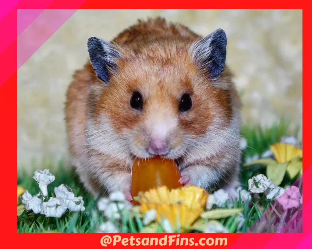 Hamster eating tomato