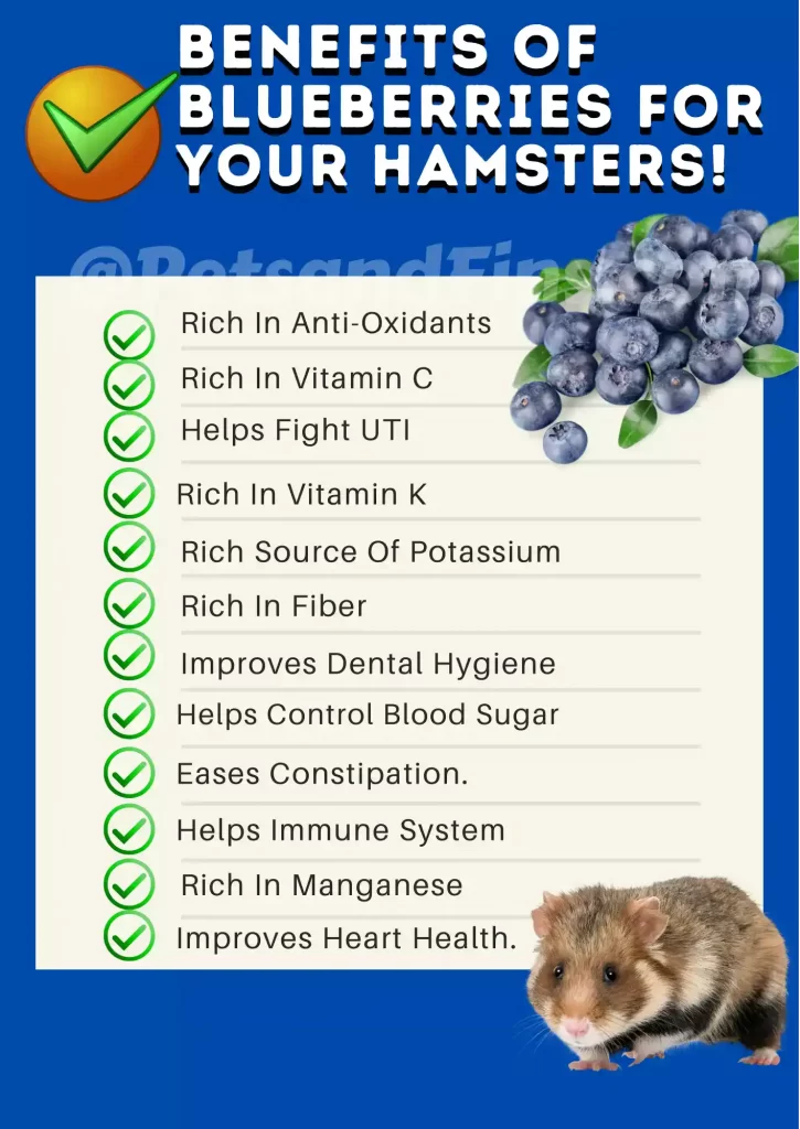 List of benefits of Blueberries for hamster