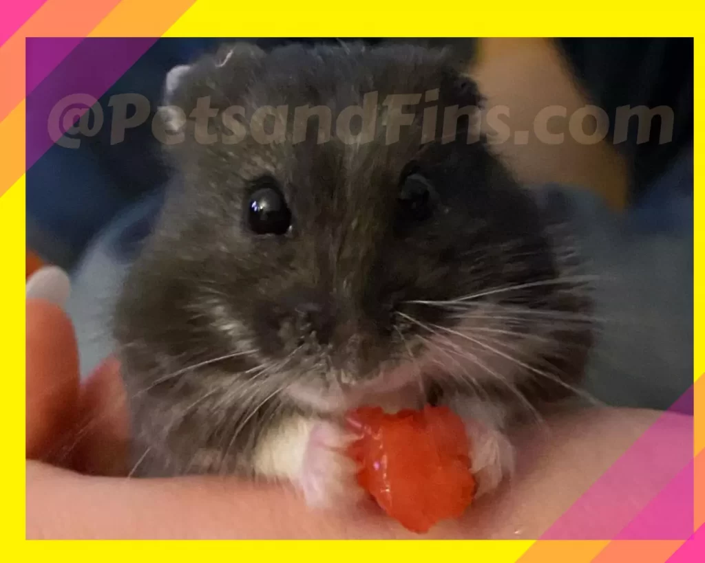 Hamster eating watermelon 