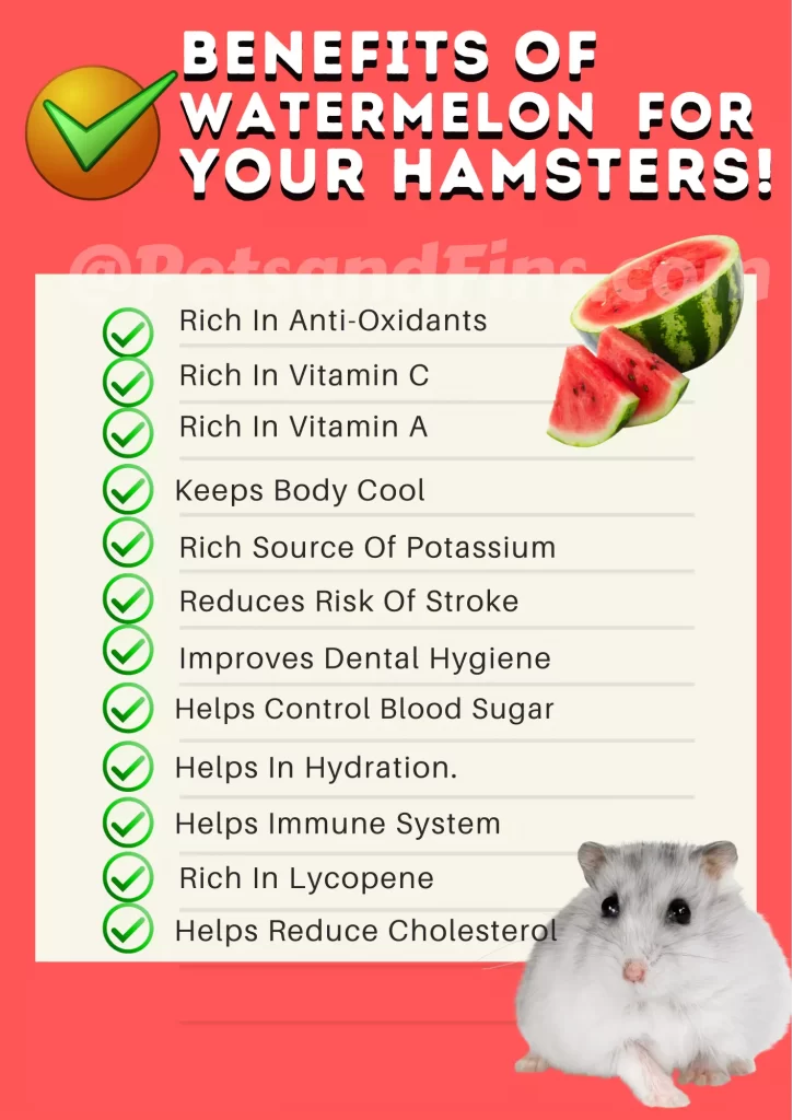 Can Hamsters Eat Watermelon? 