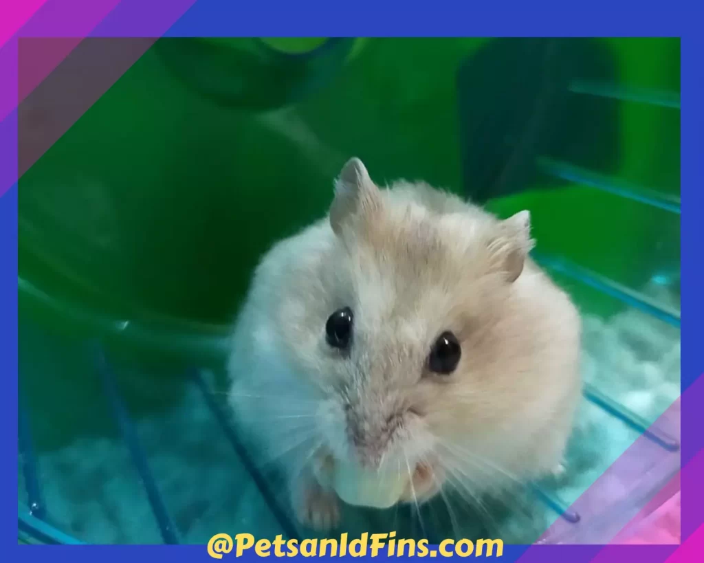 Hamster eating popcorn