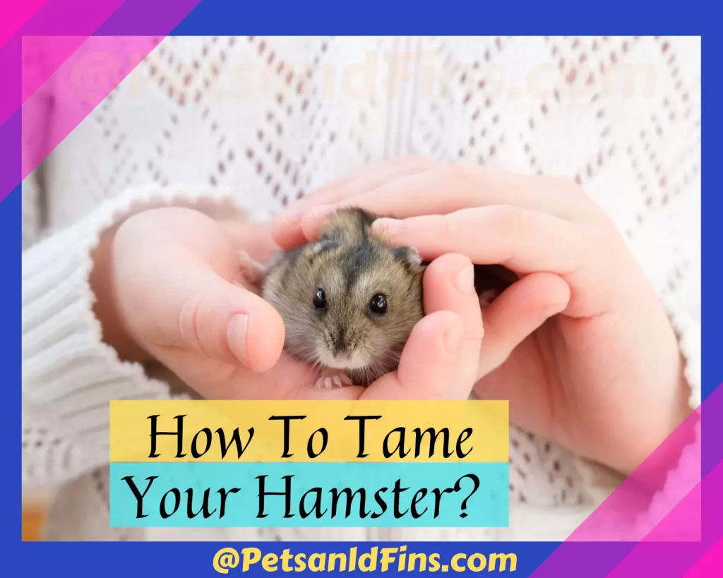 How To Tame Your Hamster Fast: A Step-by-Step Guide! - PetsandFins