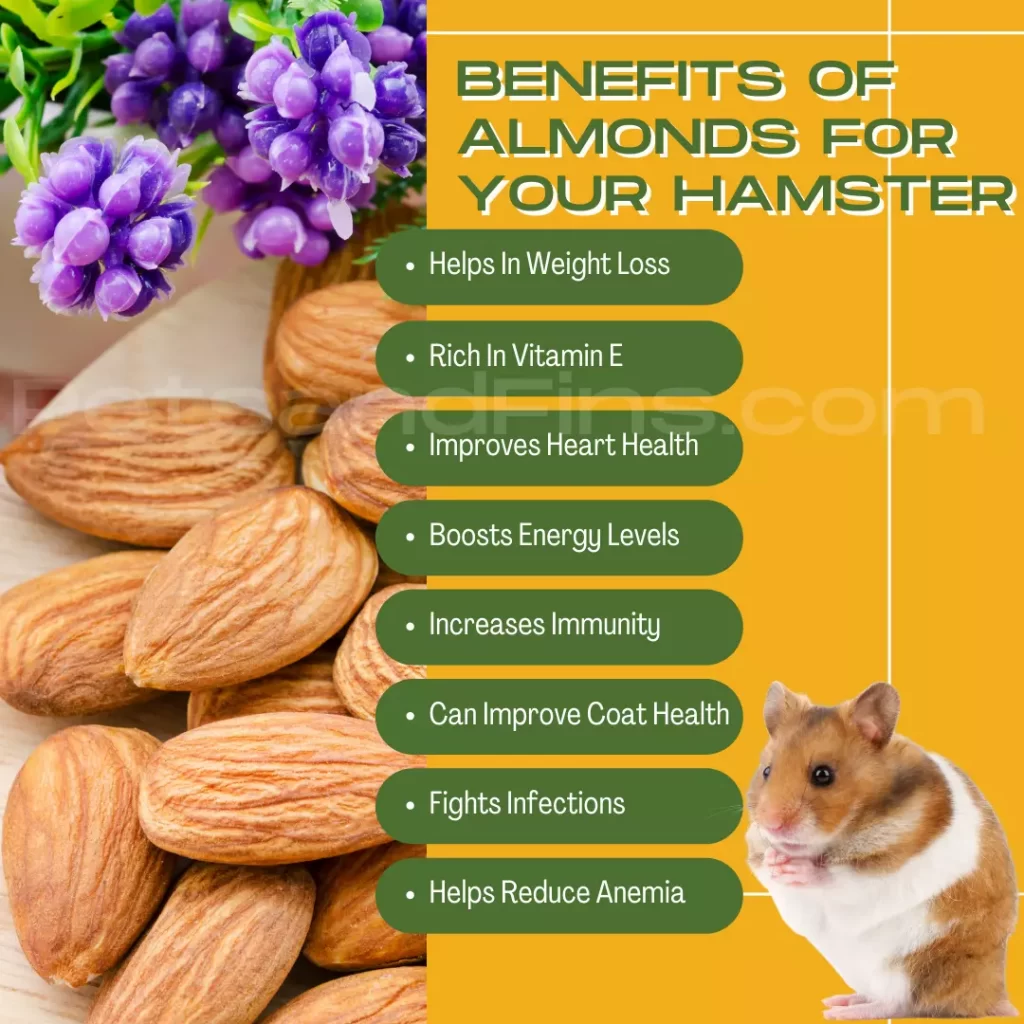 List of benefits of almonds for your Hamsters 