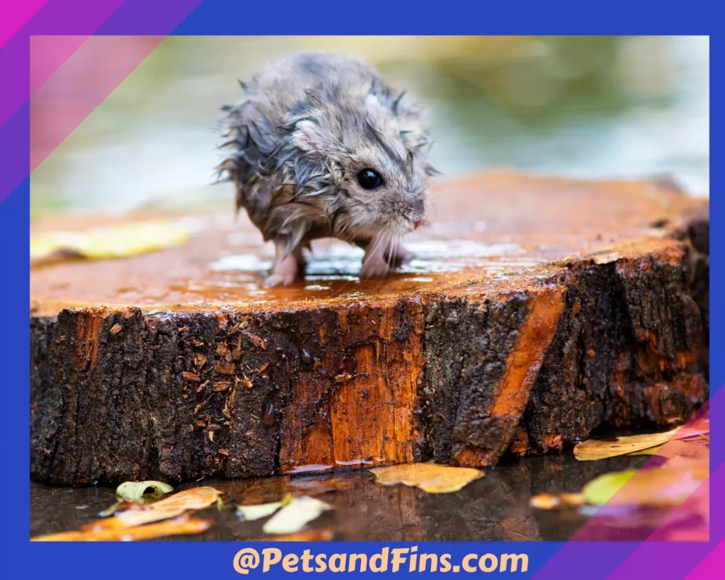 Wet hamster