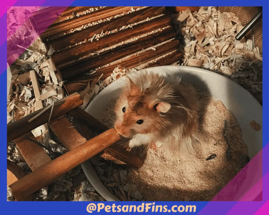 How To Give Hamsters A Sand Bath? Hamster in a sand bath 