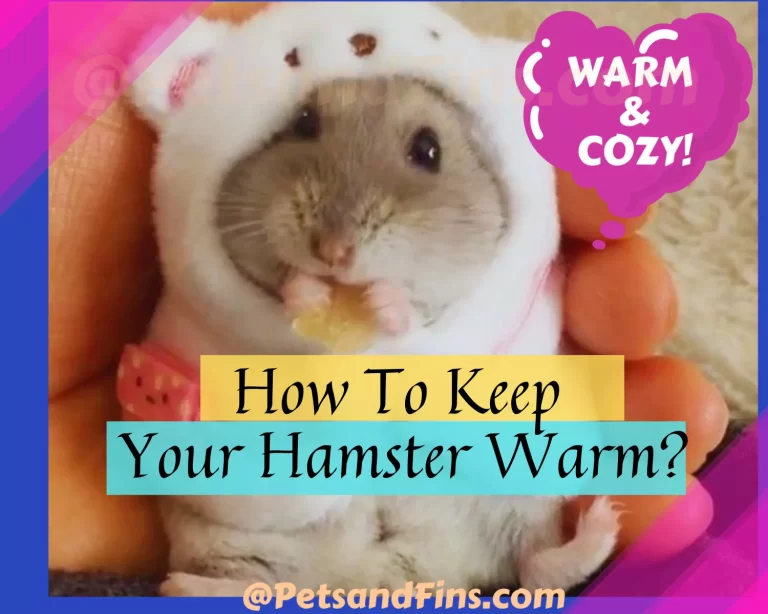 How to Keep Your Hamster Warm: Amazing Winter Care Tips!