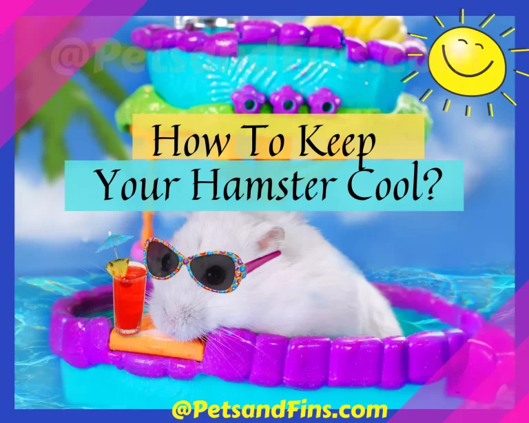 14 Easy Tips To Keep Your Hamster Cool This Summer!