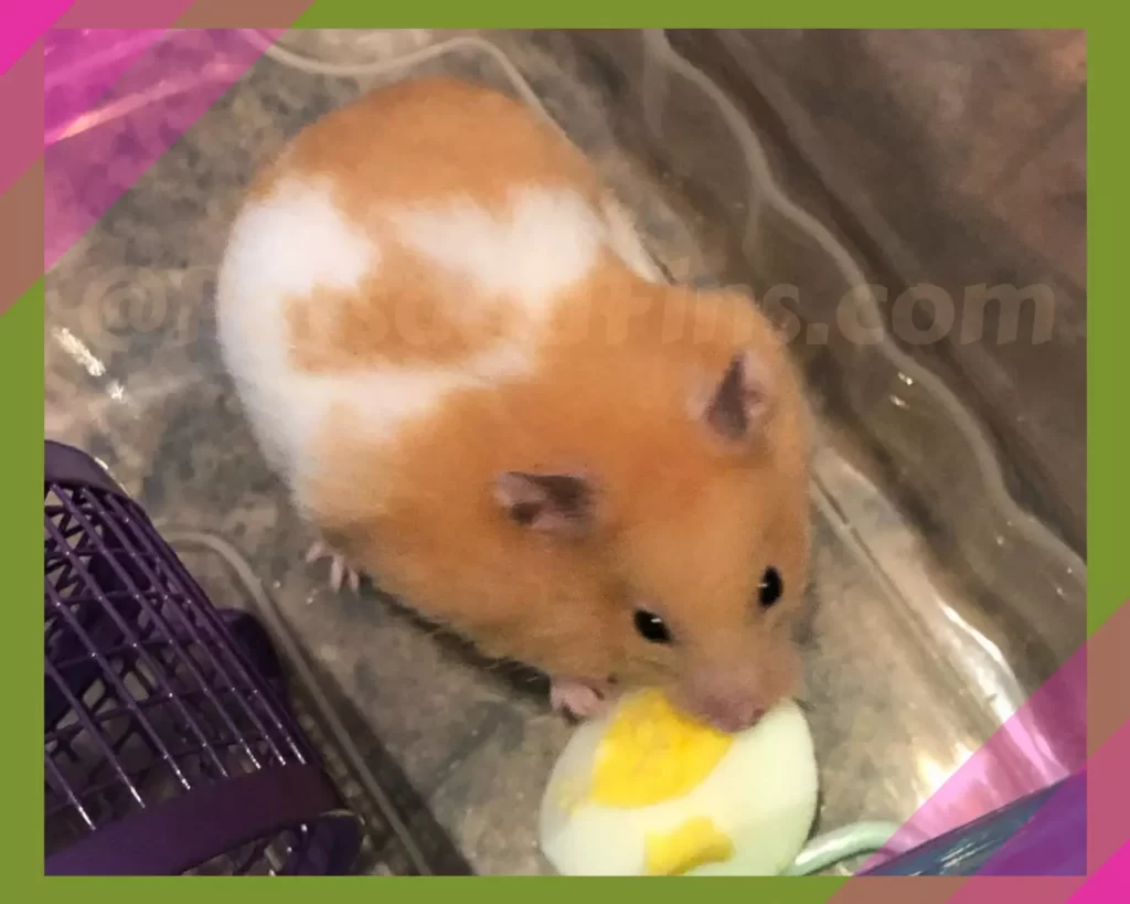 Hamster eating egg. Can hamsters eat eggs?