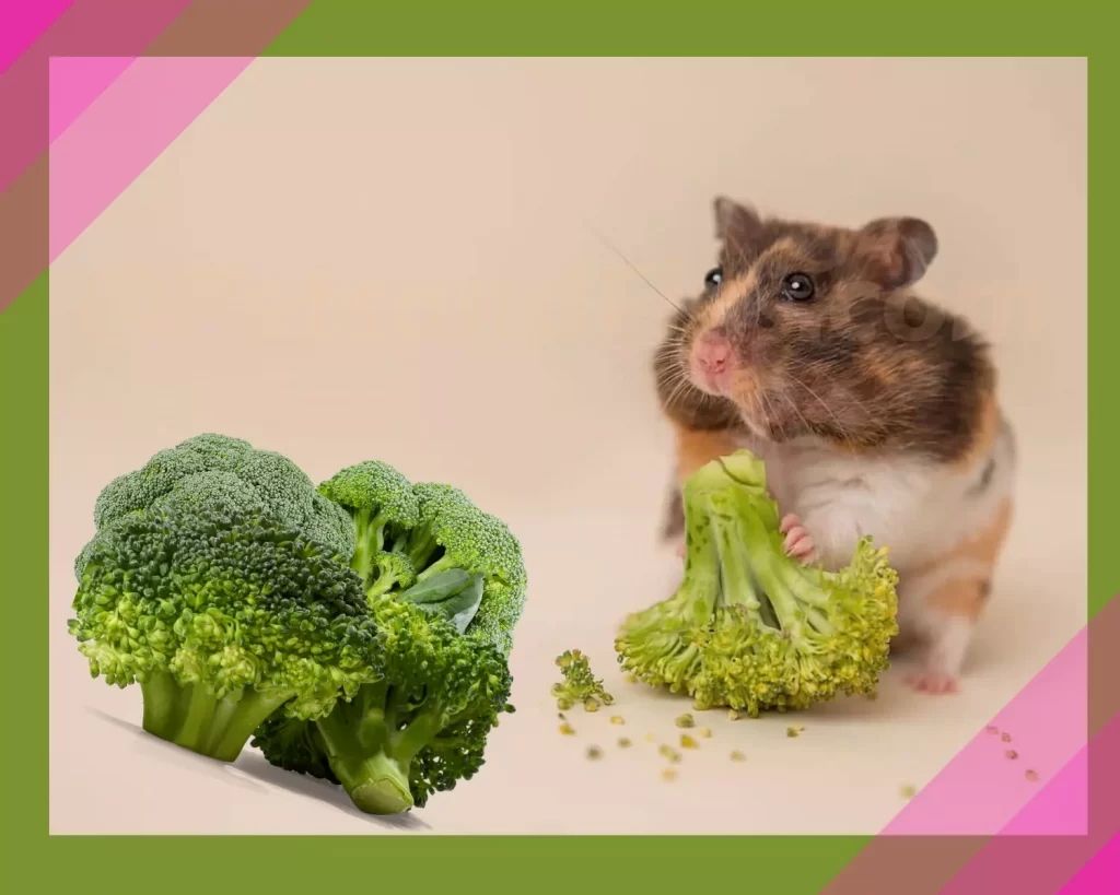 Hamster eating broccoli 